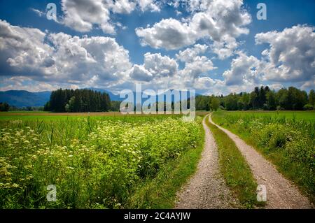 DE - BAVARIA: Loisach Moor near Bichl Stock Photo