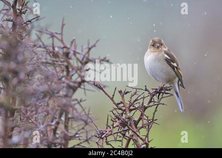 Larrabetzu, Bizkaia/Spain; Mar. 09, 2020. Rainny day in the field. Common chaffinch (Fringilla coelebs) in a blackthorn (Prunus spinosa) bush in winte Stock Photo