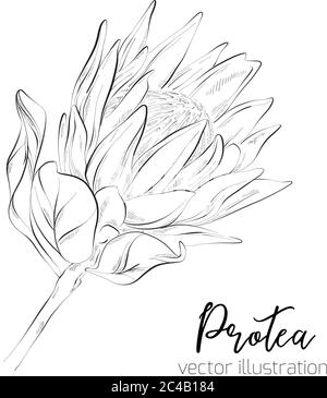 Protea Sketch Floral Botany Collection. Sugarbushes flower drawings. Black and white with line art on white backgrounds. Hand Drawn Botanical Illustra Stock Vector