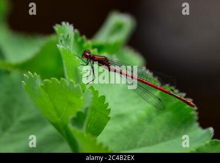 Red ruddy darter dragonfly (Sympetrum sanguineum) on water plant green leaf in garden Stock Photo
