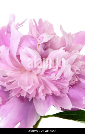 close up of pink peony type flower in garden Stock Photo - Alamy