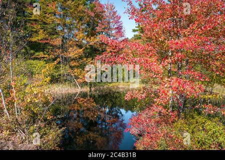 Autumn colours around a pond in the countryside on a sunny day