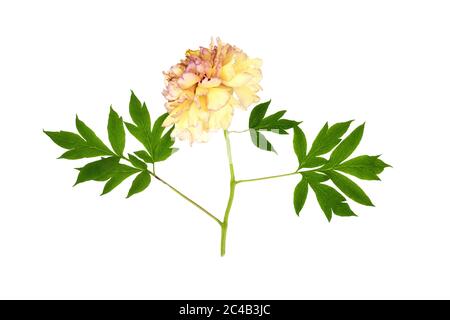 A flower of Paeonia suffruticosa ‘Kinshi’ on a white background Stock Photo
