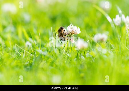 Honey bee - Apis - feeding on white clover (Trifolium repens) growing in garden lawn that has been allowed to grow longer for wildlife - UK Stock Photo