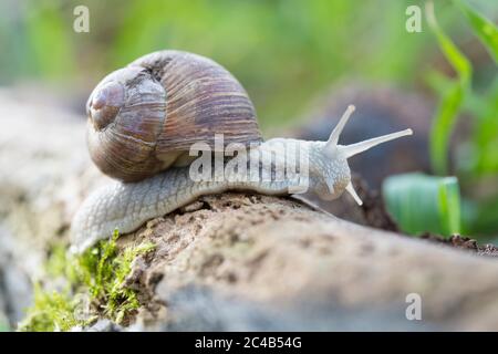 Burgundy snail (Helix pomatia), crawling on dead branch, Velbert, North Rhine-Westphalia, Germany Stock Photo