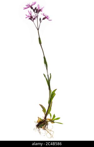 Ragged Robin (Silene flos-cuculi), Germany Stock Photo