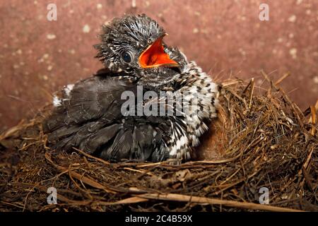 Young Common cuckoo (Cuculus canorus) sitting in the nest, Nestling, Schleswig-Holstein, Germany Stock Photo