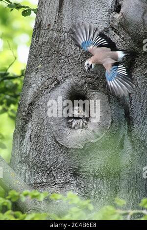 Eurasian jay (Garrulus glandarius) attacked Tawny owl (Strix aluco) in his hollow tree, Hesse, Germany Stock Photo