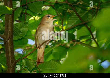 Nightingale (Luscinia megarhynchos), singing, Hesse, Germany Stock Photo