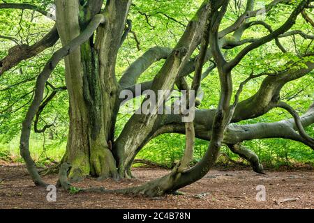 Giant intergrown beech (Fagus sylvatica), snake beech, in a former hut forest in spring, fresh green, Reinhardswald, primeval forest Sababurg, Hesse Stock Photo