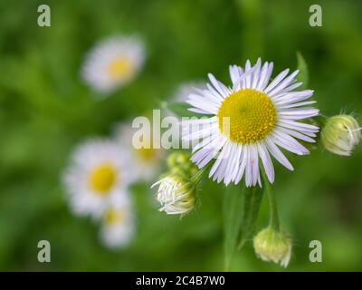 Close up of eastern daisy fleabane flower, Erigeron annuus Stock Photo