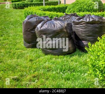 fresh grass clippings in bags on green grass . garbage bag on lawn Stock Photo