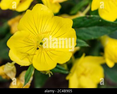 Narrow-leaved sundrops yellow flower close up, Oenothera fruticosa Stock Photo