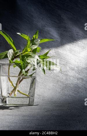Bunch of fresh green mint with leaves in transparent glass filled with water. Natural light. Vertical textured gray background with large copy space. Stock Photo