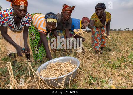 Bean picking in savanes province, north togo Stock Photo