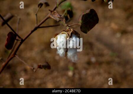 Cotton growing in north togo Stock Photo