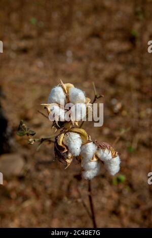 Cotton growing in north togo Stock Photo