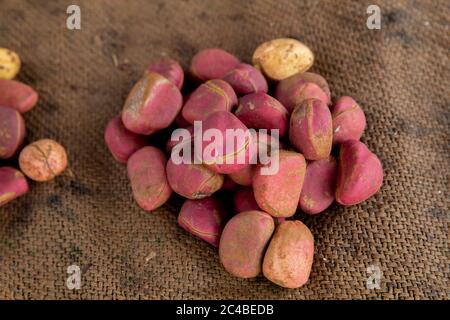 Cola nuts sold at korbongou market, togo Stock Photo