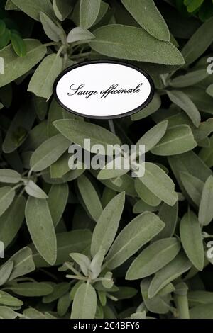 Salvia officinalis also called garden sage. France. Stock Photo