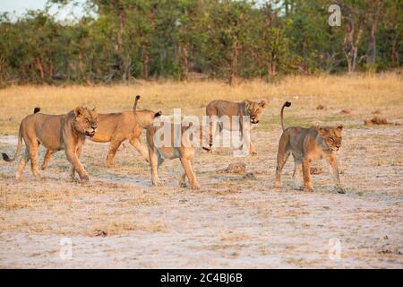 A Pride Of Female Lions Walking Across Open Space At Sunset Stock Photo 