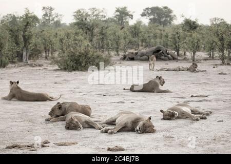 A pride of lions resting after feeding on a dead elephant. Stock Photo