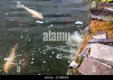 the fish swims in a pond with an artificial waterfall made of stones. Stock Photo