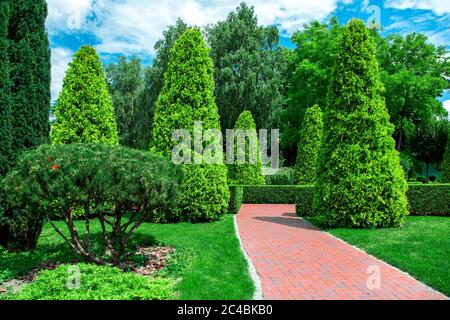 back yard with red tile path for walks among evergreen thuja and evergreen hedge of shrubs in a garden with pine plants. Stock Photo