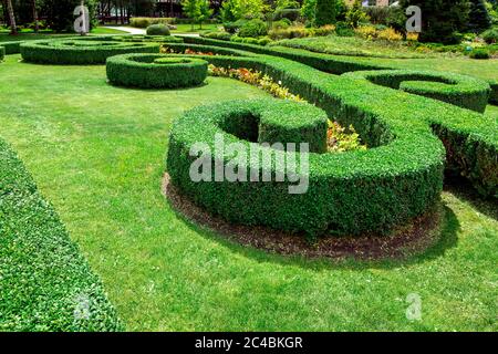 landscape design of green plants and a hedge of boxwood bushes growing with patterns in the backyard garden on a sunny summer day. Stock Photo