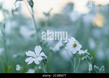 Floristics, botany concept - delicate little white flowers from lower macro angle against background of sunset with soft focus copy space. Closeup of Stock Photo