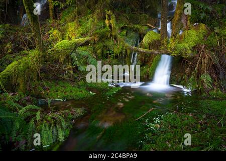Small waterfall surrounded by extremely mossy trees near Loch Ken, Dumfries and Galloway, Scotland Stock Photo