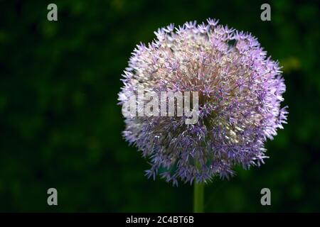 Star of Persia or Persian onion (Allium cristophii) flower head in backlight against a dark green background with copy space, selected focus, narrow d Stock Photo