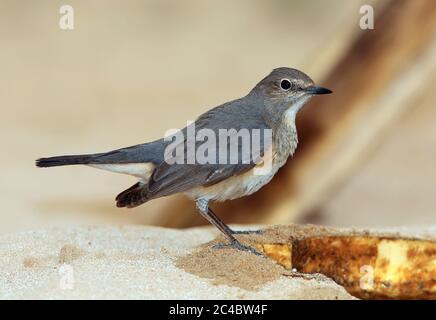 White-throated robin (Irania gutturalis, Irania gutteralis), female, full-length portrait, Kuwait, Mutlangen Stock Photo