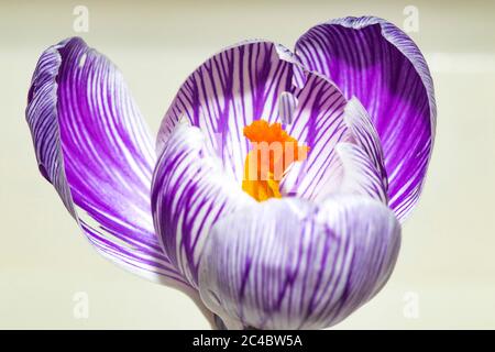 Dutch crocus, spring crocus (Crocus vernus, Crocus neapolitanus), flower with stigma Stock Photo