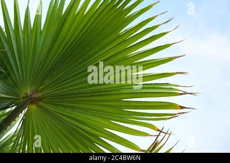 Green palm leaf from below against the blue sky with clouds, nature background, copy space, selected focus, narrow depth of field Stock Photo