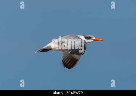 caspian tern (Hydroprogne caspia, Sterna caspia), immature in flight, Oman Stock Photo