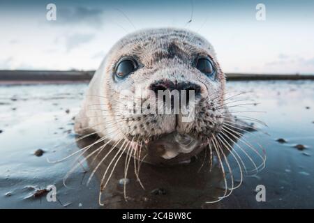 harbor seal, common seal (Phoca vitulina), in the mudflat, portrait, Netherlands, Frisia, Wierum Stock Photo
