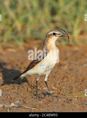 northern wheatear (Oenanthe oenanthe), male perching on the ground with an insect in the bill, Oman, Barqa Stock Photo