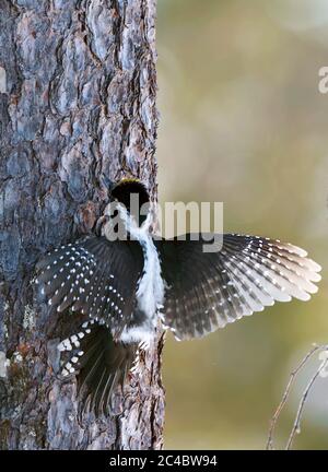 three-toed woodpecker (Picoides tridactylus tridactylus, Picoides tridactylus), Male Three-toed spreading wings on a pine trunk, Finland, Lapland, Luosto Stock Photo