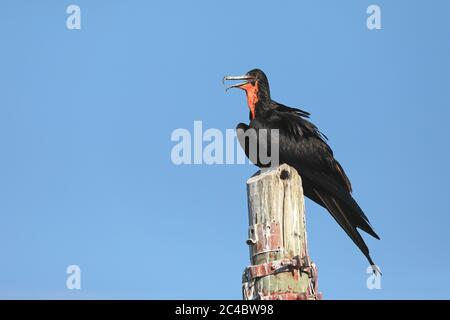 magnificent frigate bird (Fregata magnificens), male perching on a wooden pile, side view, Costa Rica Stock Photo