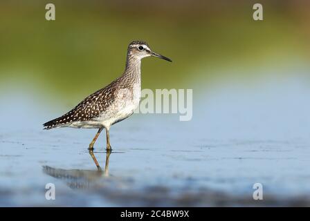 wood sandpiper (Tringa glareola), young bird walking in shallow water, side view, France, Hyeres Stock Photo
