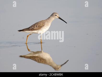 stilt sandpiper (Micropalama himantopus), Non-breeding wading in shallow water, Puerto Rico, Cabo Rojo Salt Flats National Wildlife Refuge, Cabo Rojo Stock Photo