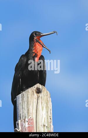 magnificent frigate bird (Fregata magnificens), male perches yawning on a wooden post, Costa Rica Stock Photo