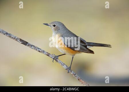 White-throated robin (Irania gutturalis, Irania gutteralis), female perching on a twig, side view, Kuwait, Mutlangen Stock Photo