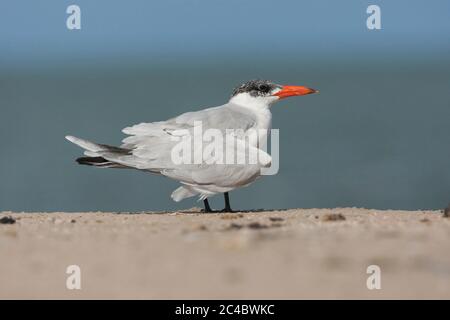 caspian tern (Hydroprogne caspia, Sterna caspia), immature on the ground, Oman Stock Photo