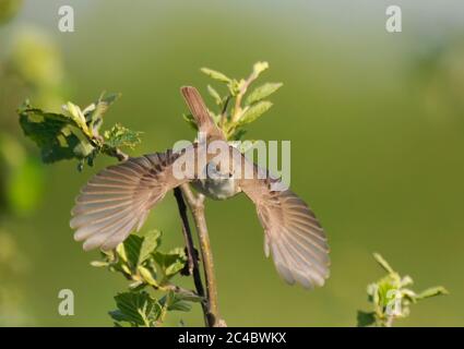 Booted Warbler (Iduna caligata) taking off from a bush in Finland ...