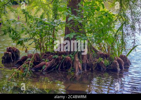 baldcypress, bald-cypress, southern cypress, tidewater cypress, red cypress, swamp cypress (Taxodium distichum), roots Stock Photo