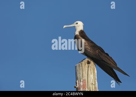 magnificent frigate bird (Fregata magnificens), juvenil bird perching on a wooden pile, side view, Costa Rica Stock Photo