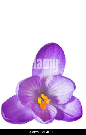 Dutch crocus, spring crocus (Crocus vernus, Crocus neapolitanus), open flower, cutout Stock Photo