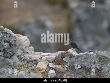 blue rock thrush (Monticola solitarius, Monticola solitarius solitarius), Immature male perched on a stonewall, Spain, Andalusia Stock Photo