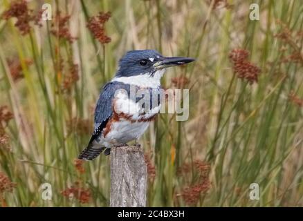 belted kingfisher (Megaceryle alcyon, Ceryle alcyon), female perching on a wooden post, side view, Azores, Terceira Stock Photo